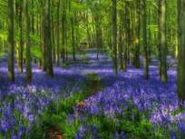 a field of bluebells in a forest